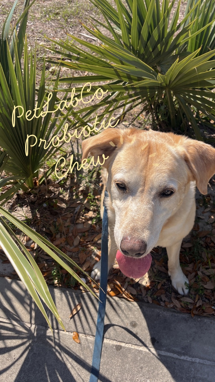 Our @thepetlabco probiotic chew has been a game changer for our dog! #ad 🌴 If you’re looking for something to help keep your dogs gut in check this is it! We’ve noticed how softer & shinier his skin is while also maintaining a balanced gut and no upset tummies! Americas number 1 probiotic chew for dogs say DOG in the comments for 🔗 #probioticchew #petlabco #guthealthforpets