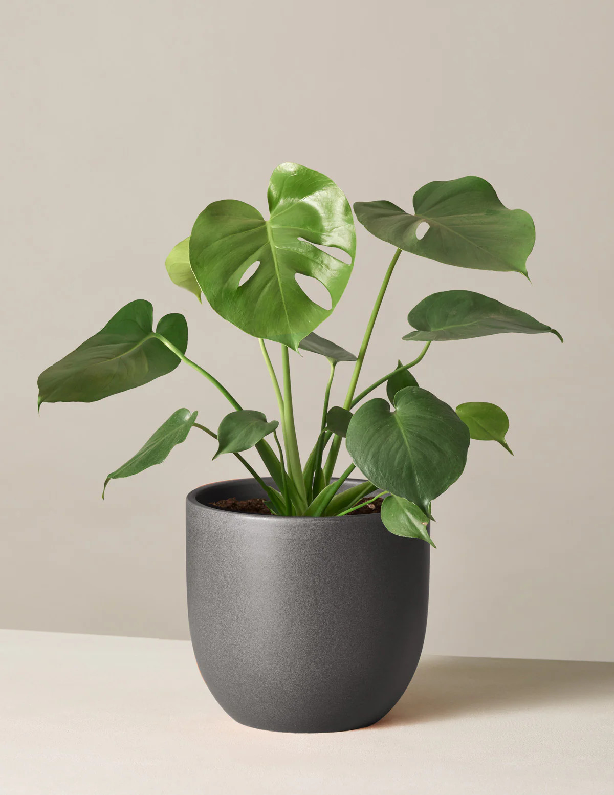 Monstera Deliciosa
    $58 | The Sill