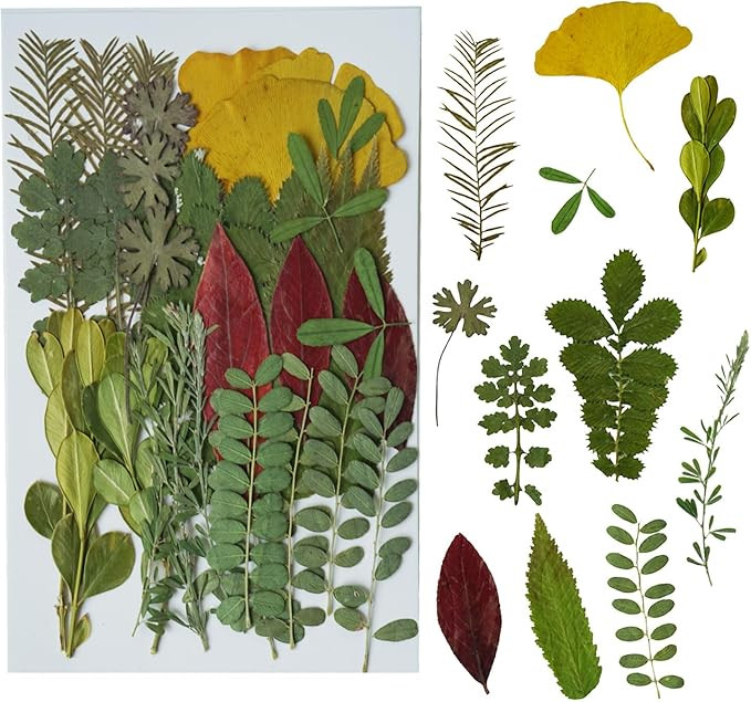 Dried Pressed Leaves Flowers for Craftsl Bulk Natural Leaves for Pressed Leaf Art Craft DIY, Epox... | Amazon (US)