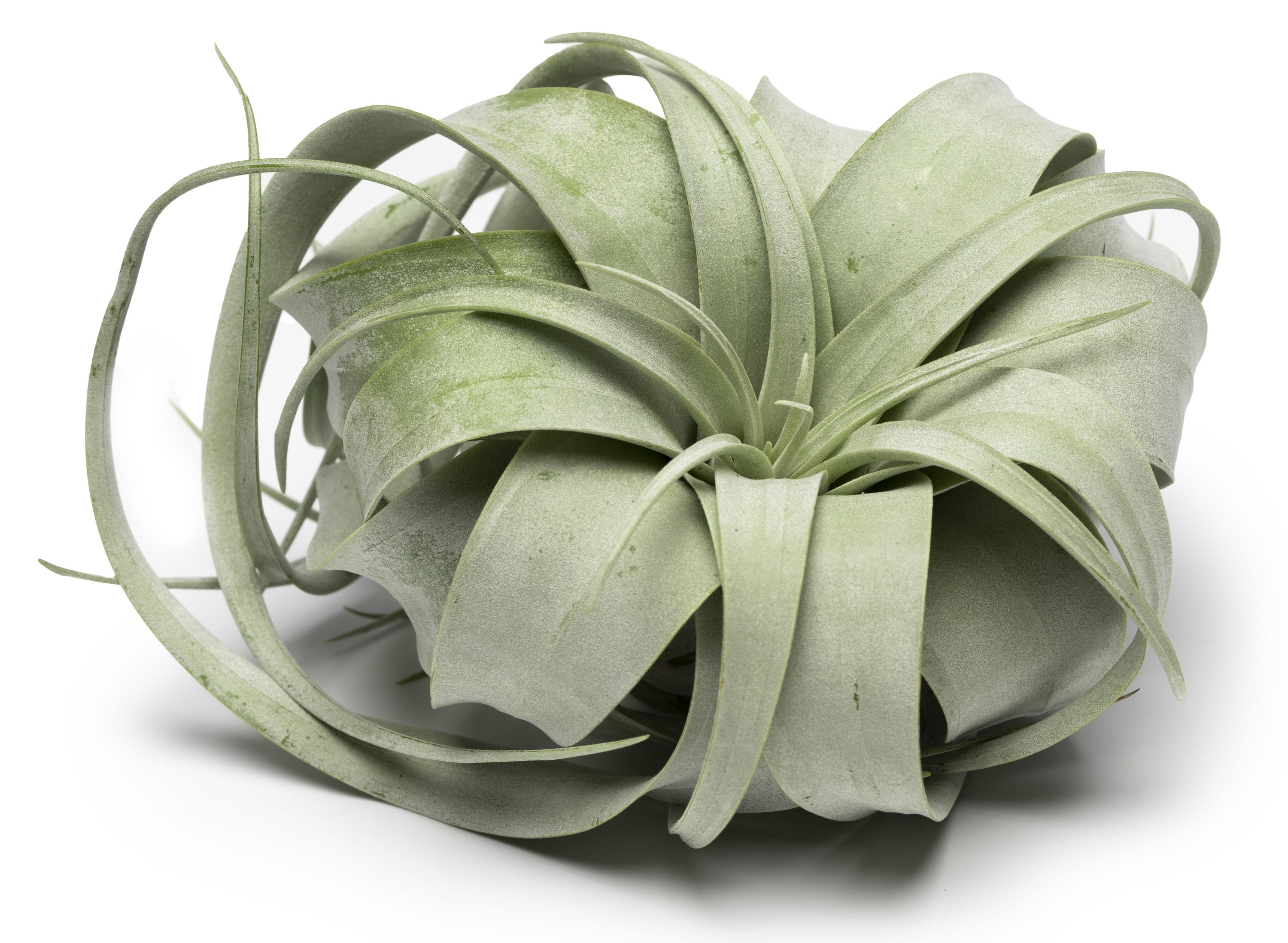 Altman Plants Xerographica House plant in 6 Inch(es) 1.0 -Pack one_size | 0881374 | Lowe's
