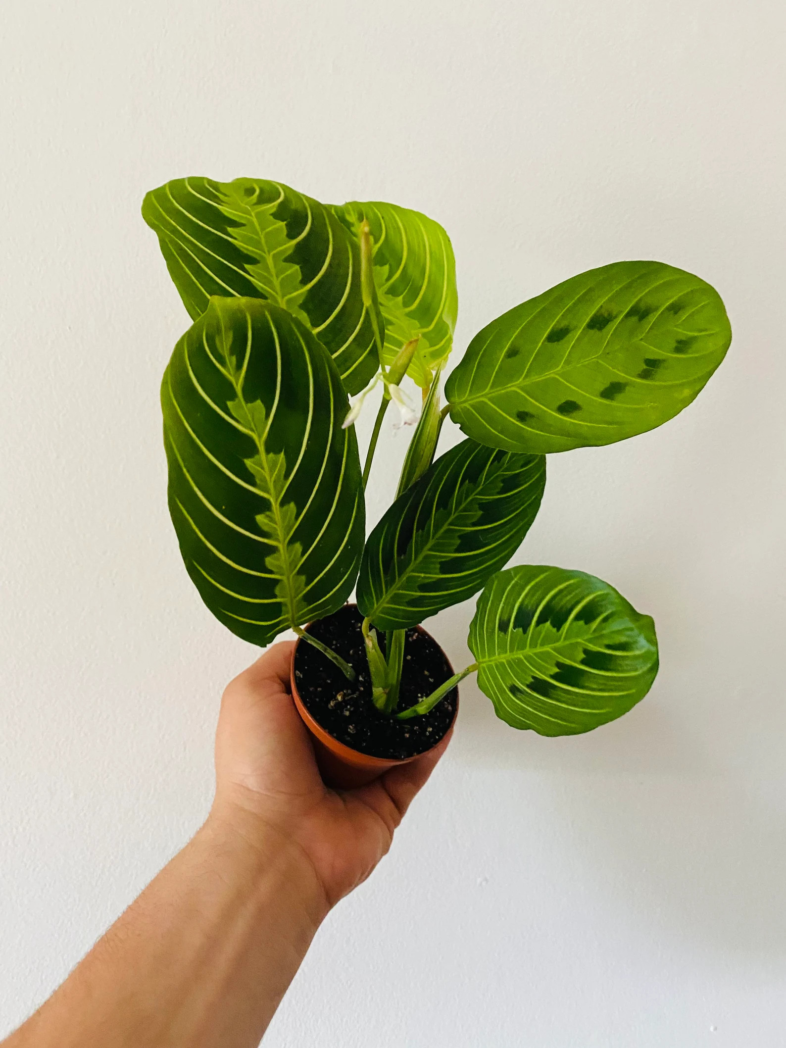 Lemon Lime Prayer Plant  Maranta Leuconeura Rare Variety  - Etsy | Etsy (US)