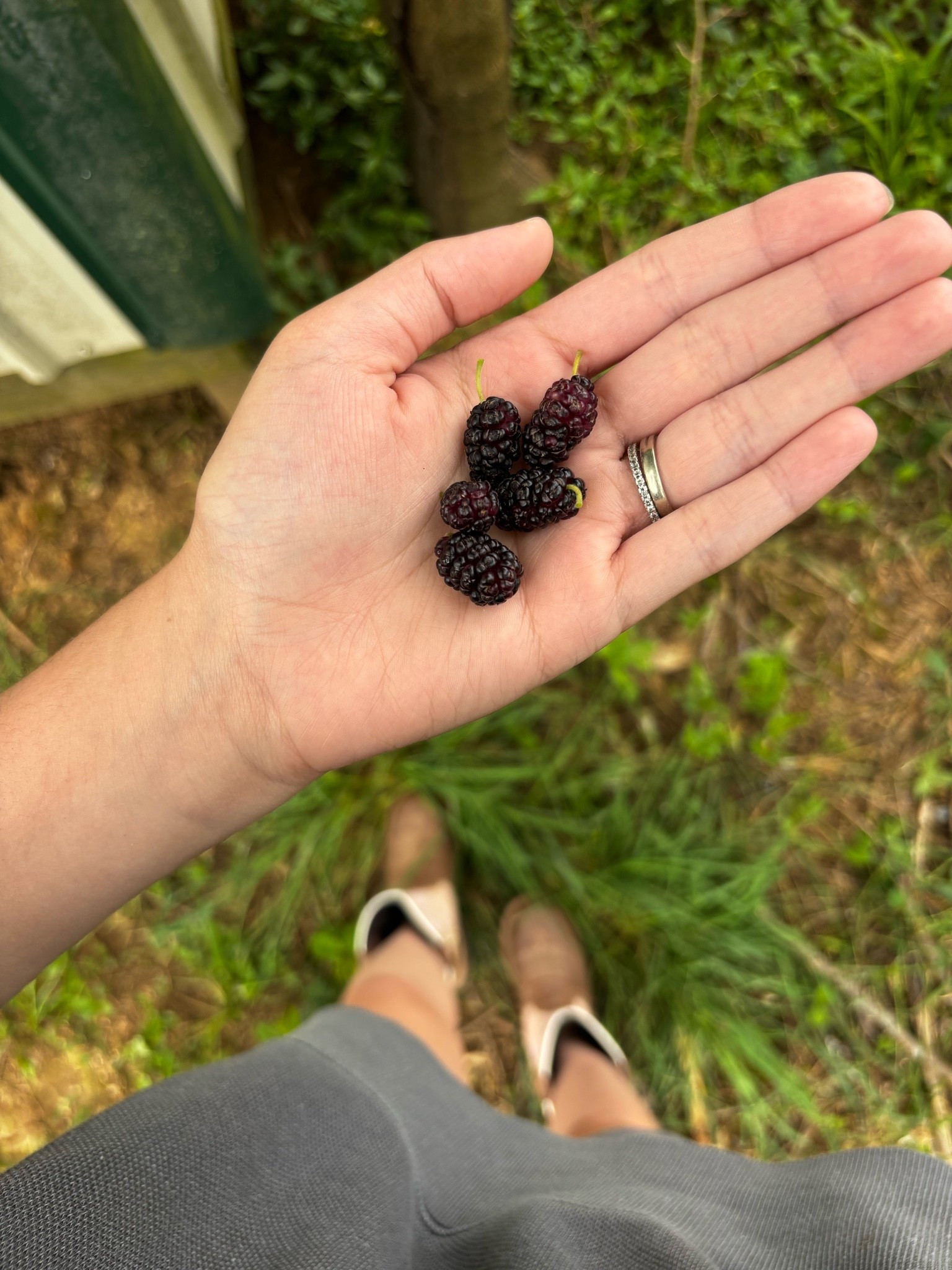 Love having mulberry trees on our property! Some of my favorite childhood memories were walking in the woods and picking berries with my dad. My @Aerie set is on major sale! Had to chabge into a different fit because Wyatt spilled milk on me lol

#LTKdayinmylife #LTKmorningroutine #LTKSaleAlert