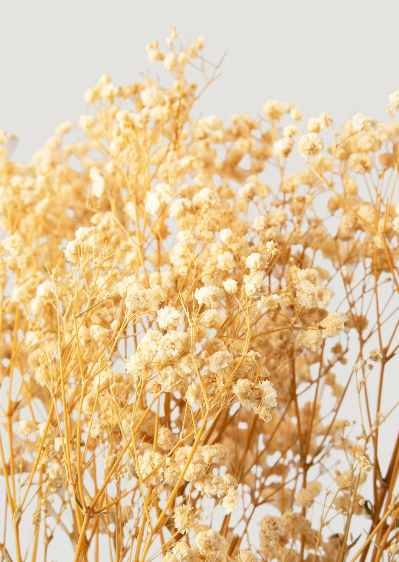 Ivory Preserved Baby's Breath Bundle | Shop Dried Flowers at Afloral | Afloral