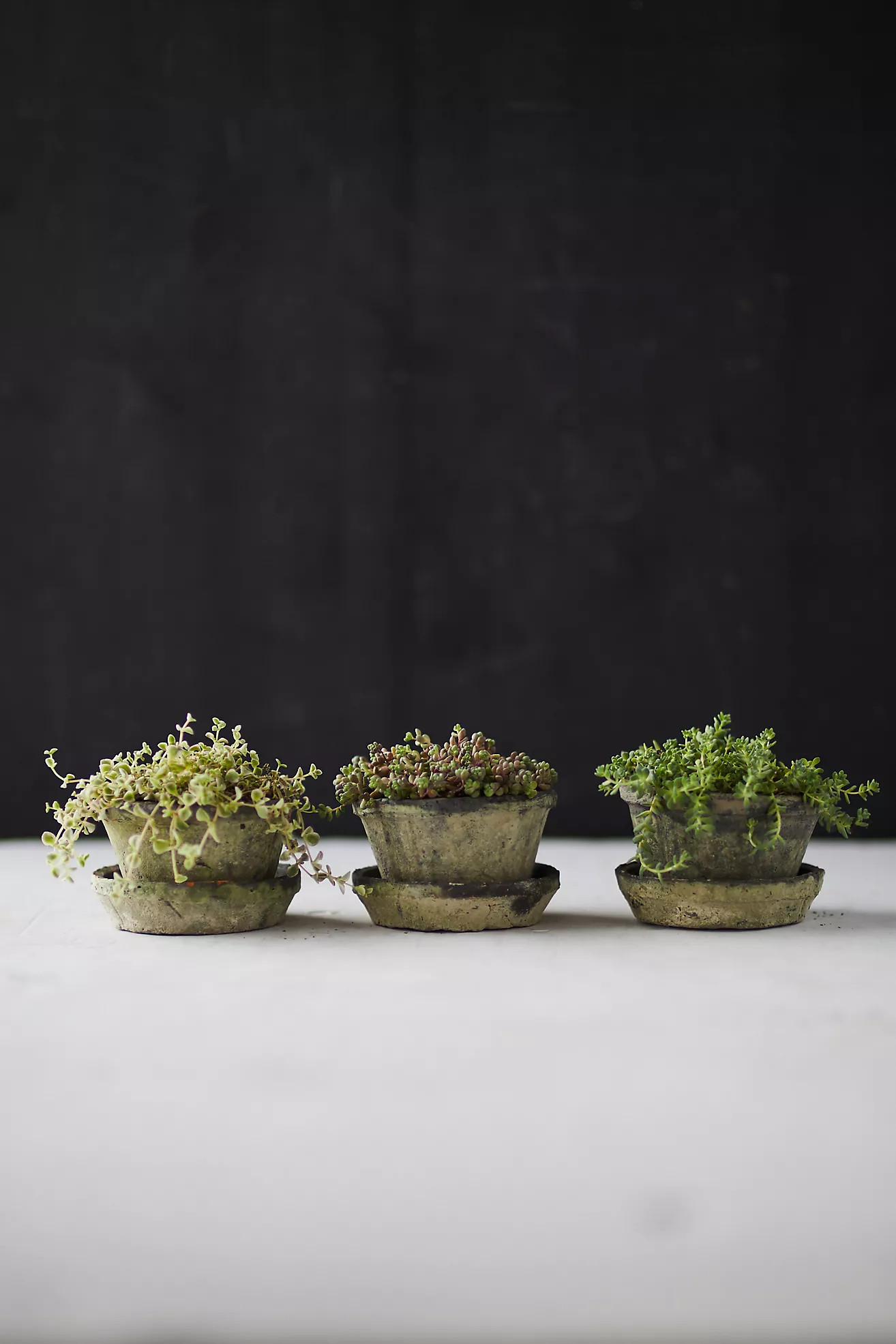 Earth Fired Clay Thin Rim Pot + Saucer, Set of 3 | Terrain