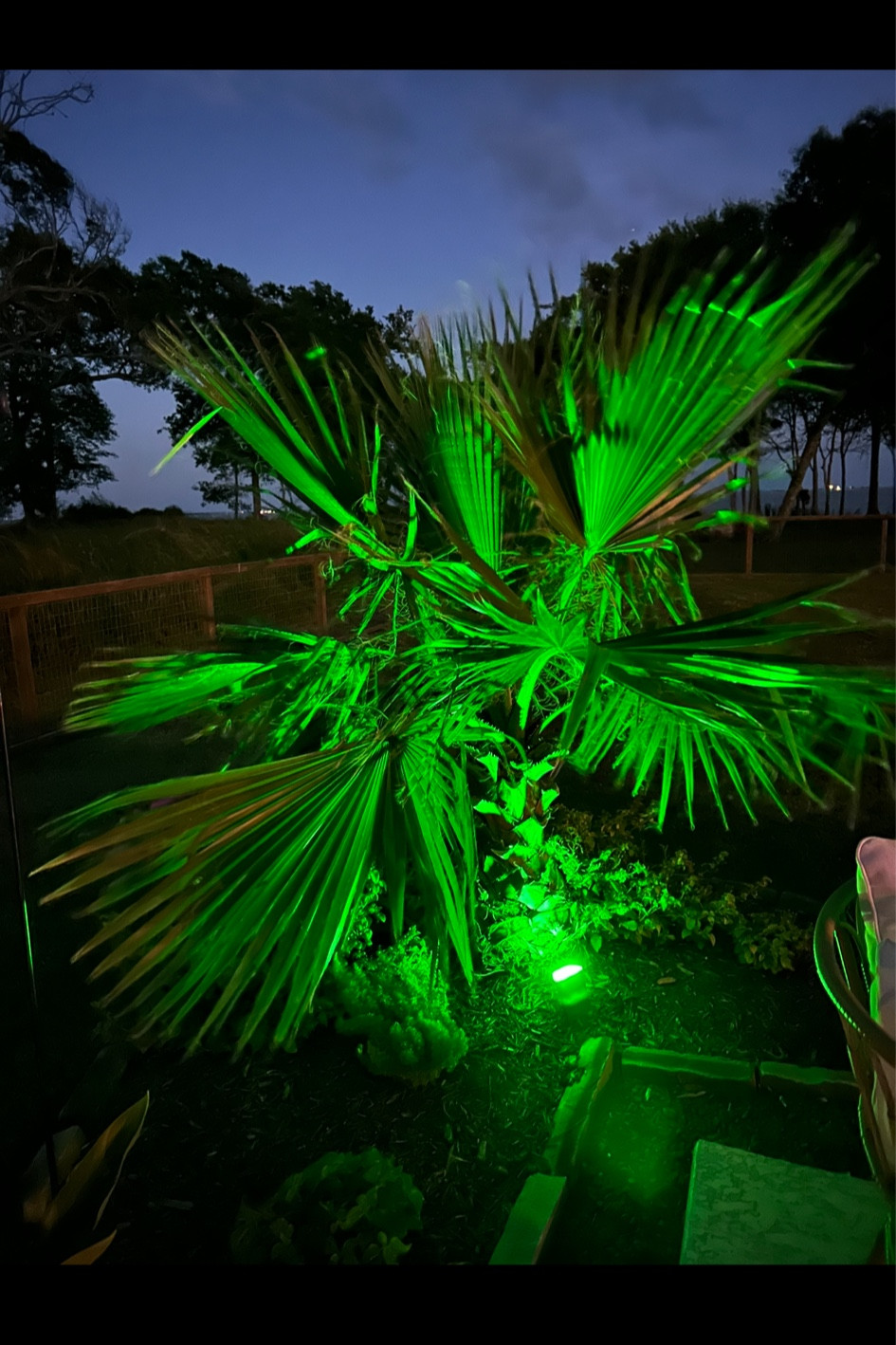 My favorite solar lights! I have them in color changing and in warm white to use in our flowerbeds. Amazon Prime Day Deal!!! 

#LTKHome #LTKSaleAlert