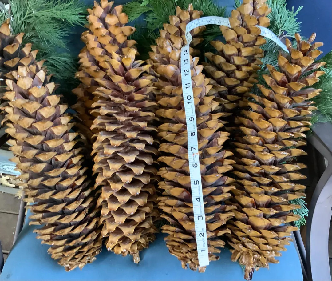 Set of 2 Extra Large Sugar Pine Cones 14”-15” Long (not Including Stem) *lightly Baked *no Bu... | Etsy (US)