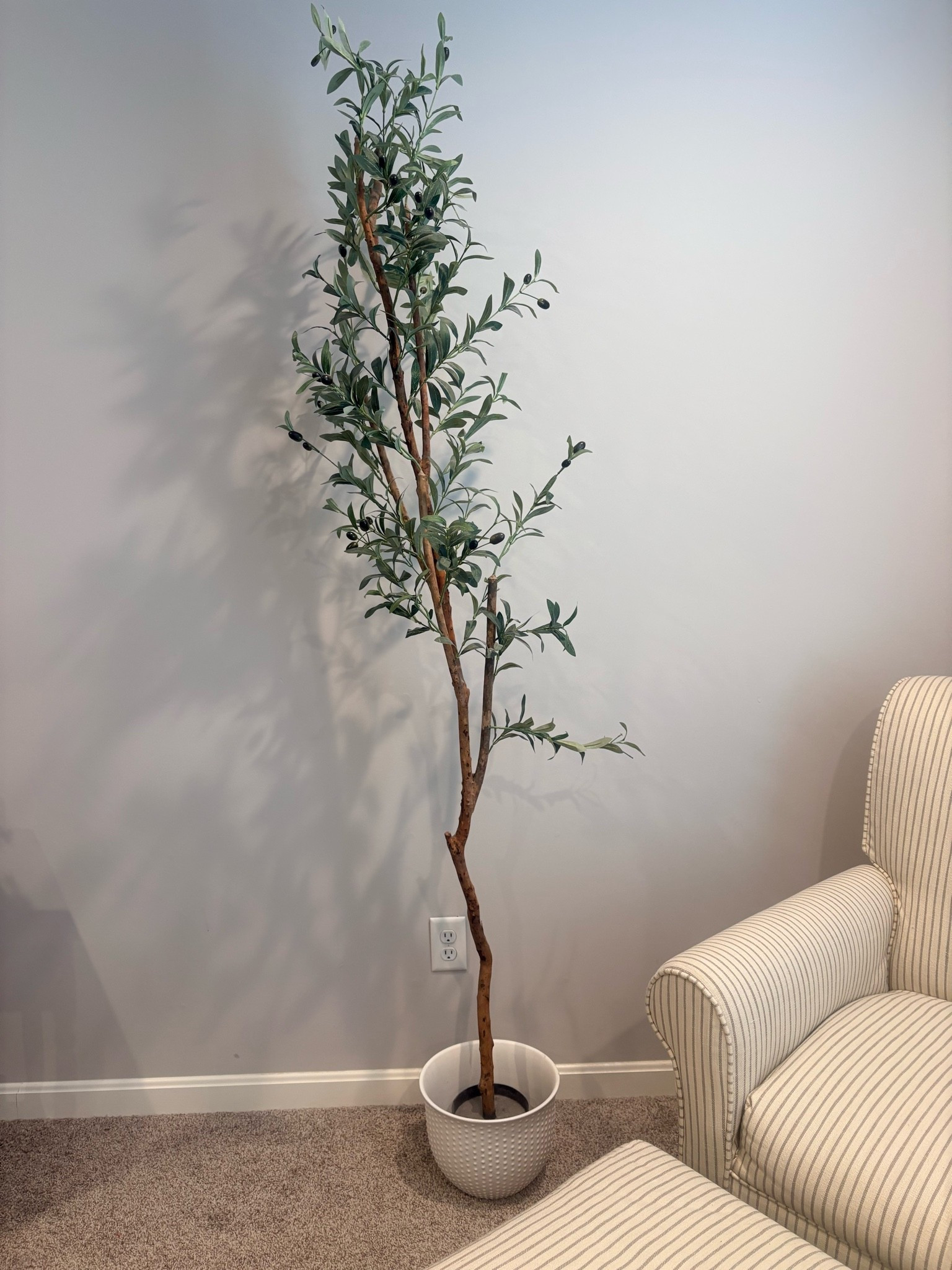 Olive tree

#LTKdayinmylife #LTKHome #LTKBeauty