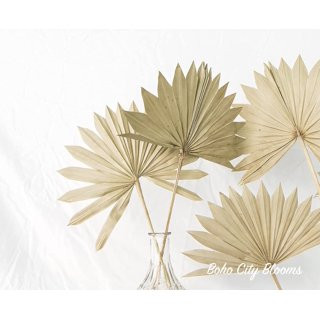 Results for "Boho dried palm leaves" | Walmart (US)