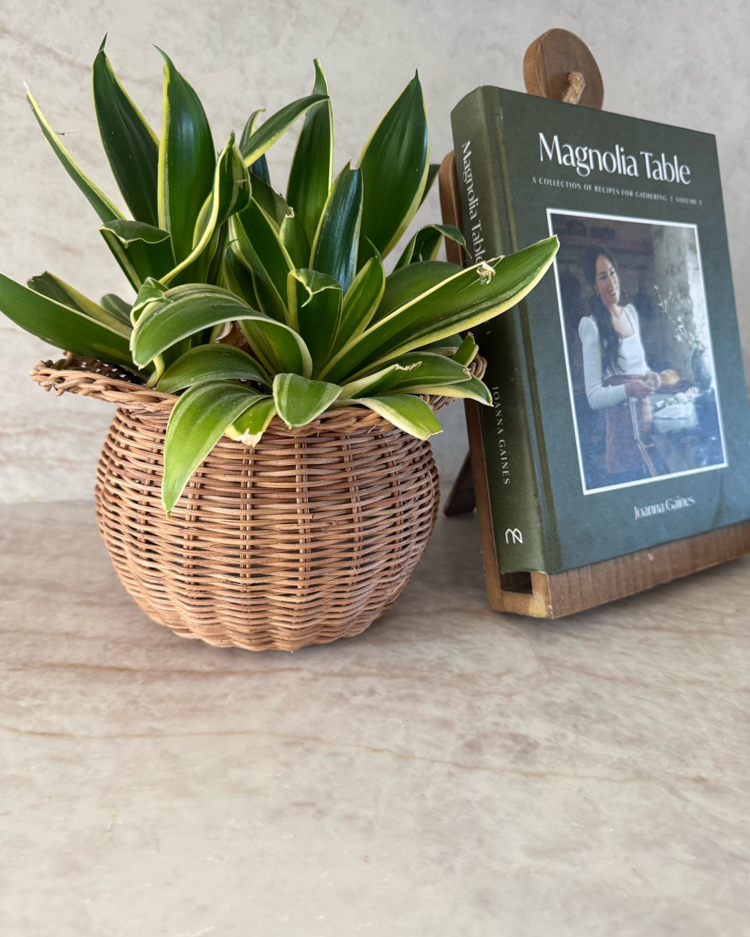 This little scalloped rattan vase is so cute! Adds warmth to my decor and looks cute for spring! #scallopedvase #rattanvase #plants #magnoliahome #homedecor

#LTKHome