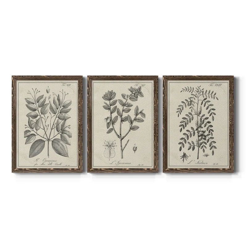 " Antique Black And White Botanical VII " 3 - Pieces | Wayfair North America