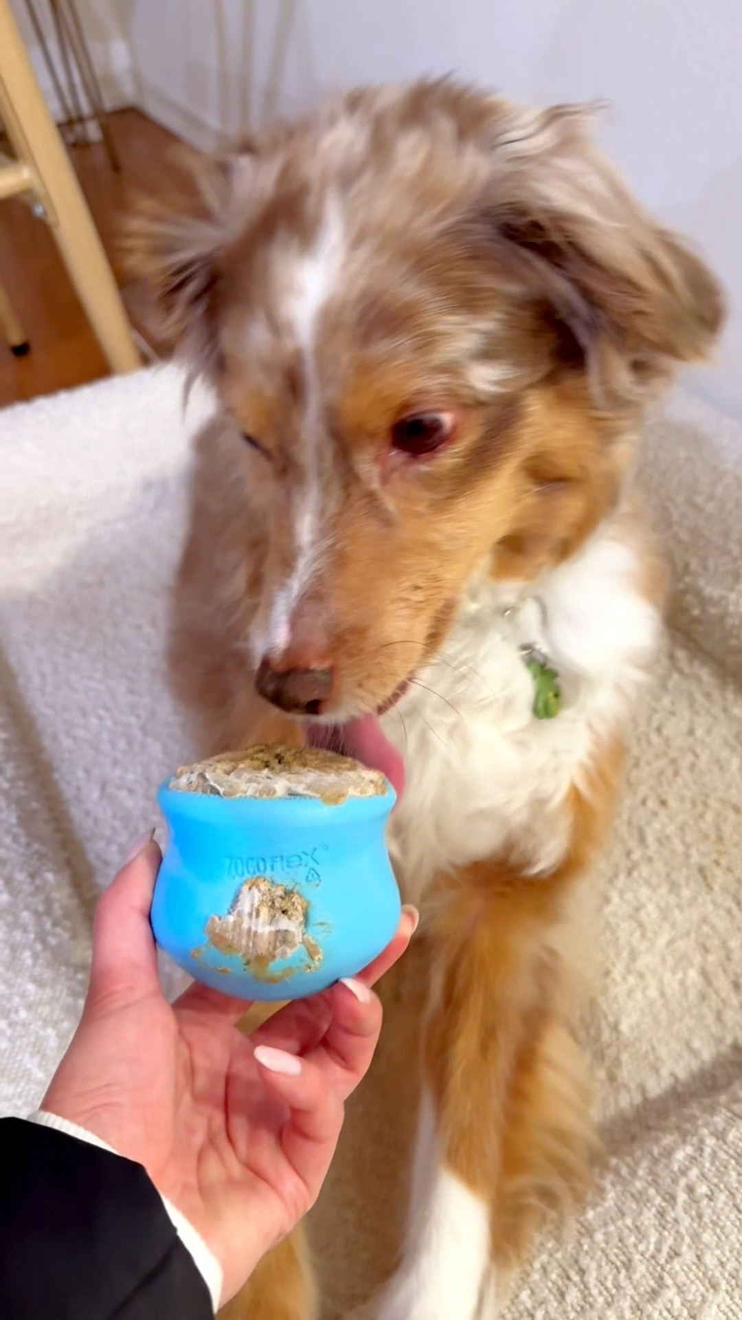 Our favorite enrichment frozen toy filled with the Open Farm Freshly Crafted recipe! 🐶❤️ 

Code: AYCEARIA for $35 off Open Farm order! 

