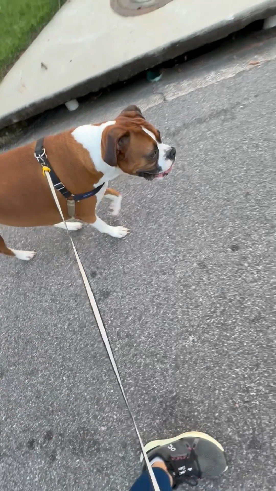 It’s been so hot and muggy this summer. I’m doing my best to get out for walks. My poor boxer doesn’t like the heat either. 

#LTKActive #LTKPets #LTKOver40