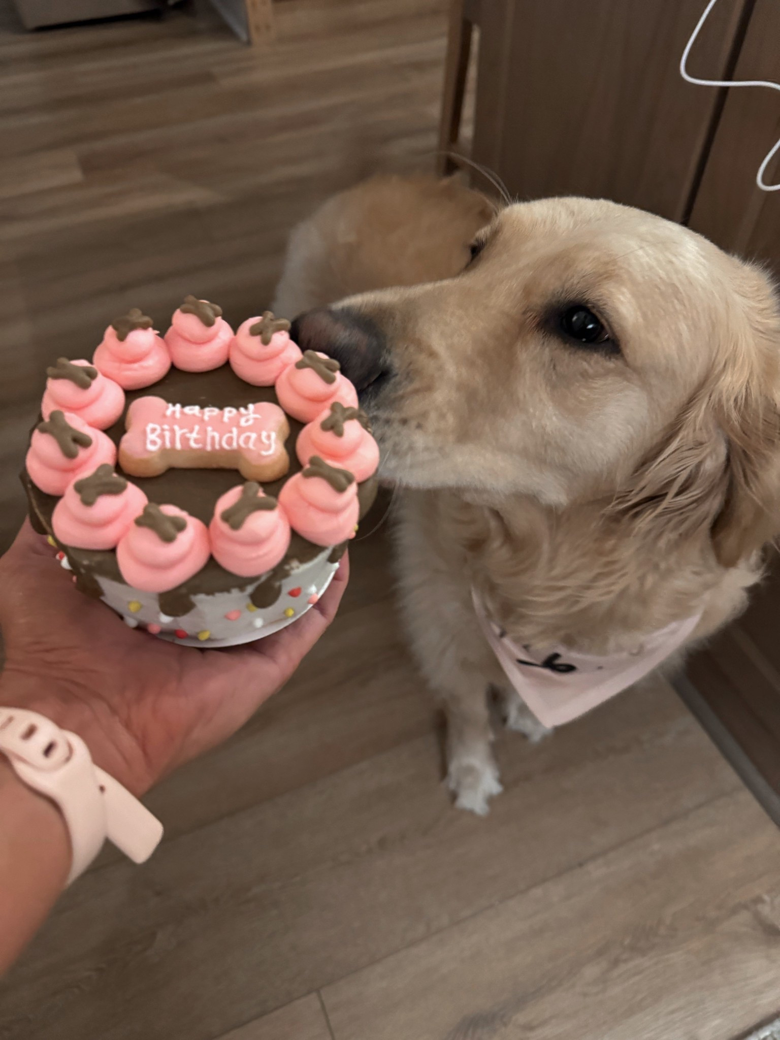 Kolly girl turns 3✨🫶🏼🐾 all of her birthday goodies this year + a few from last! Amazon is the best. 

Dog mom / golden retriever / pets / Holley Gabrielle 

#LTKPets #LTKSaleAlert #LTKFindsUnder50