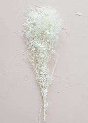 Preserved Million Star Gyp Flowers in White - 24-26" Tall | Afloral (US)