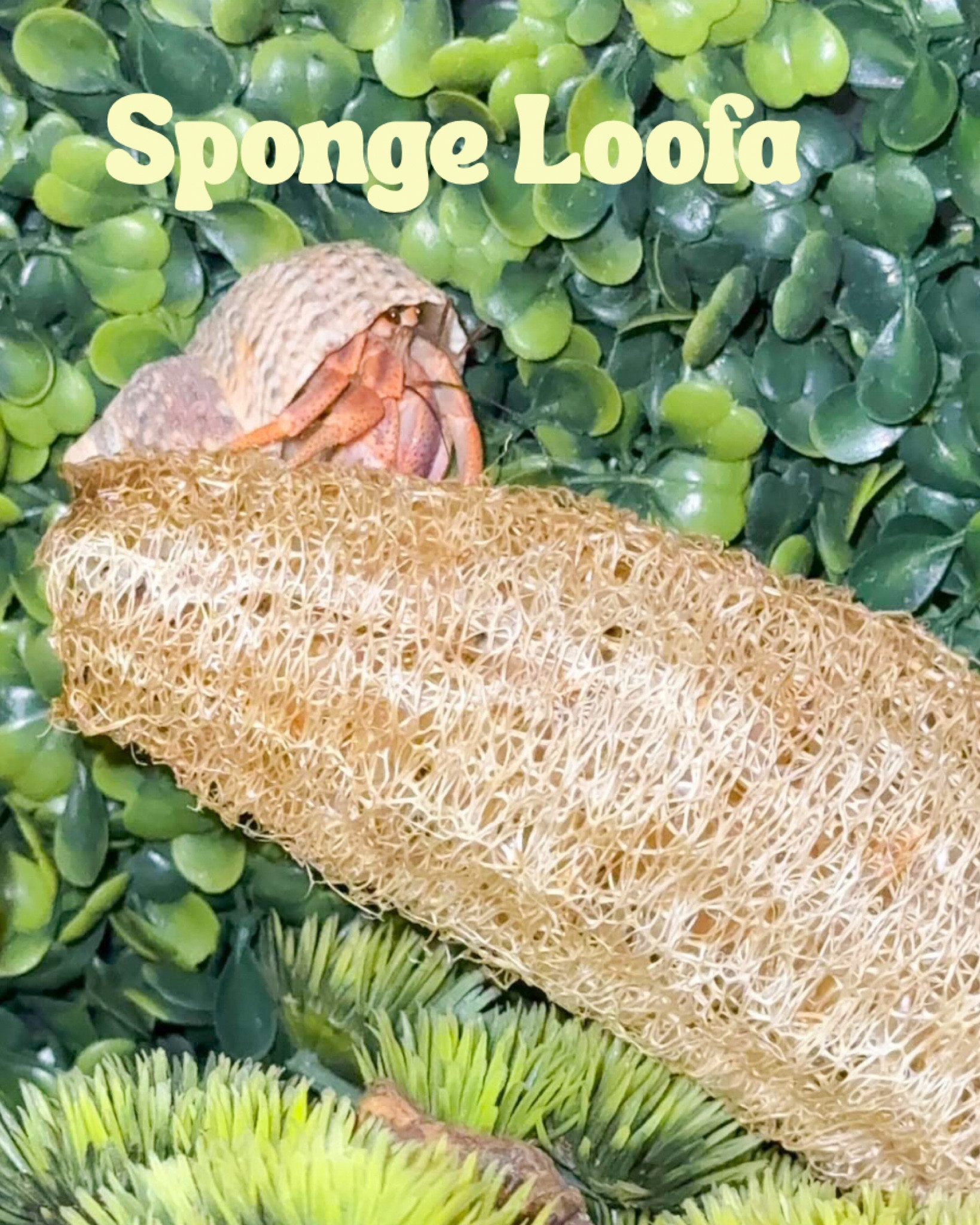 Sponge loofa for climbing enrichment 
