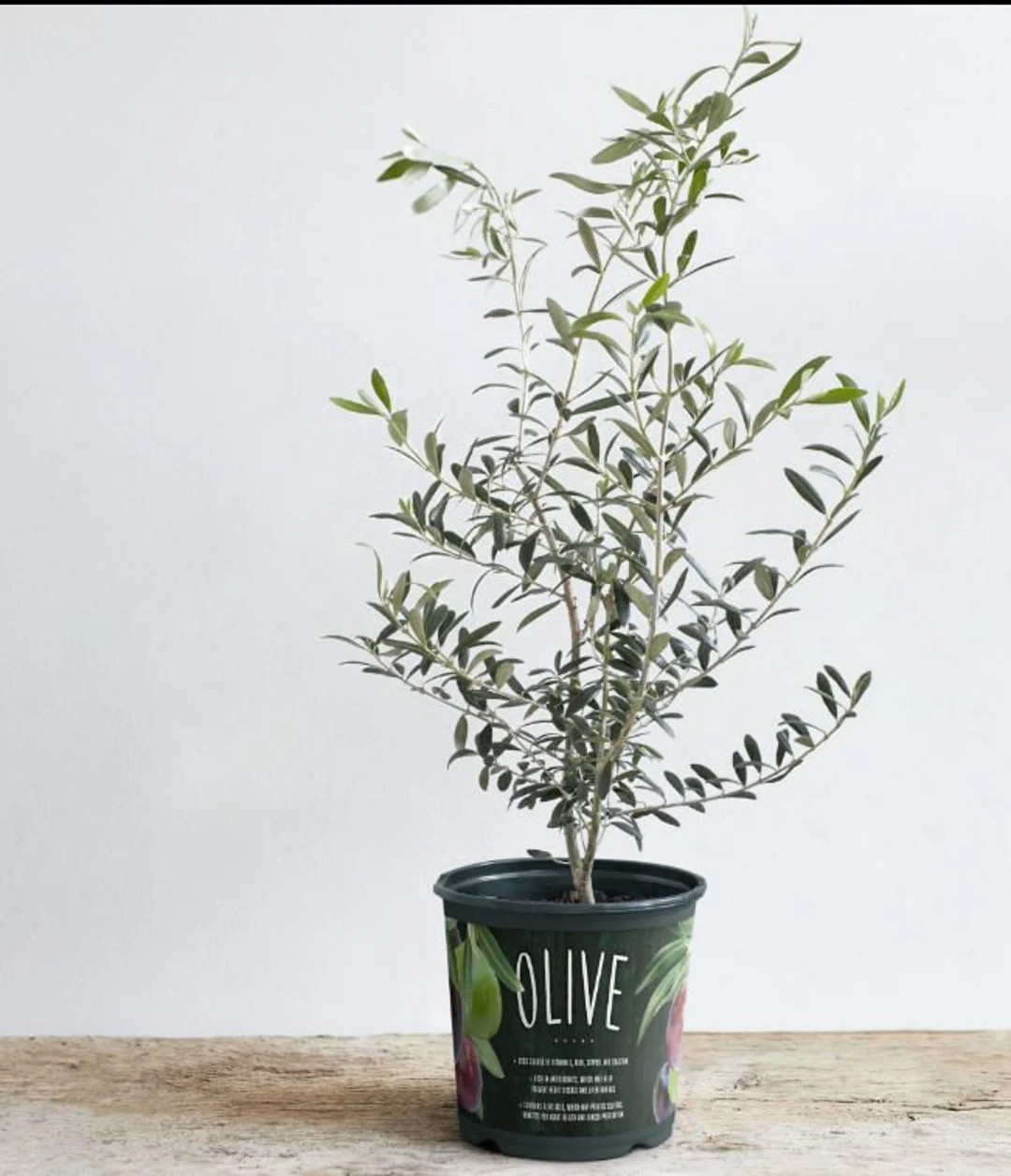 Live Arbequina Olive Tree – Dwarf Fruit Tree, Cold Hardy - Etsy | Etsy (US)