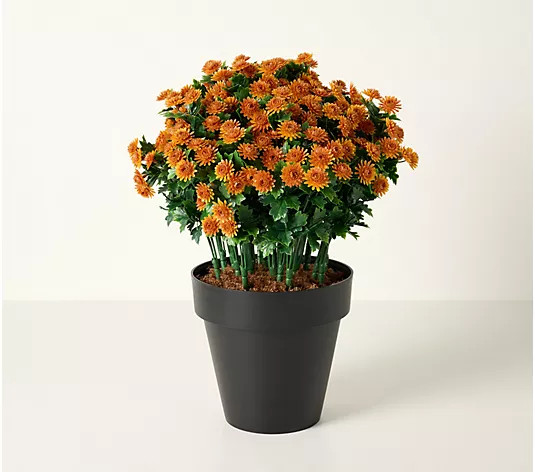 Wicker Park 19" Indoor/Outdoor Potted Faux Mums - QVC.com | QVC