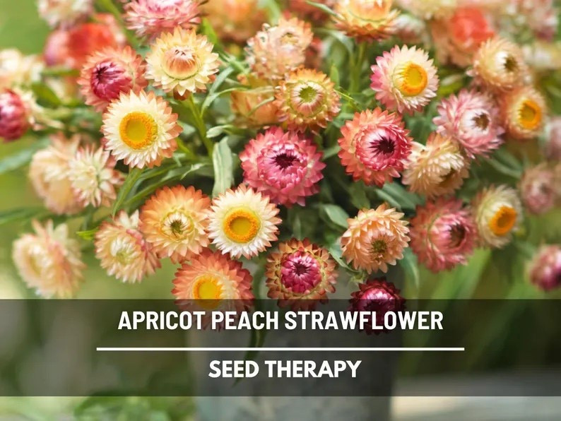 Timeless and beautifully textural, Apricot Peach Strawflowers glow in soft shades of blush, peach, and warm apricot with delicate papery petals that last long after the season ends. Perfect for both fresh bouquets and everlasting dried arrangements, this heirloom favorite produces an abundance of long-lasting blooms—making it a must-grow for gardeners, crafters, and flower lovers who want beauty that endures. #strawflower #everlastingflowers #cutflowergarden #heirloomseeds #driedflowers #growfromseed #flowerfarmstyle #gardeninspiration

#LTKHome #LTKSeasonal #LTKdayinmylife