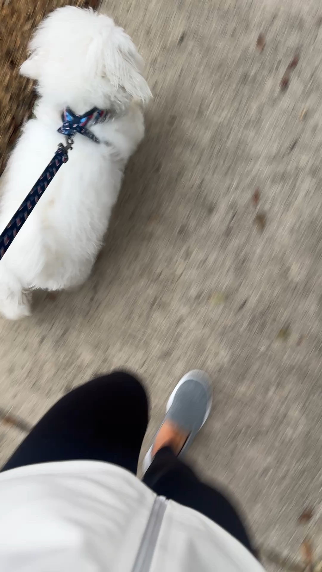 You guys know how much I love these sketcher shoes! I wear them DAILY!

#LTKdayinmylife #LTKmomlife #LTKActive