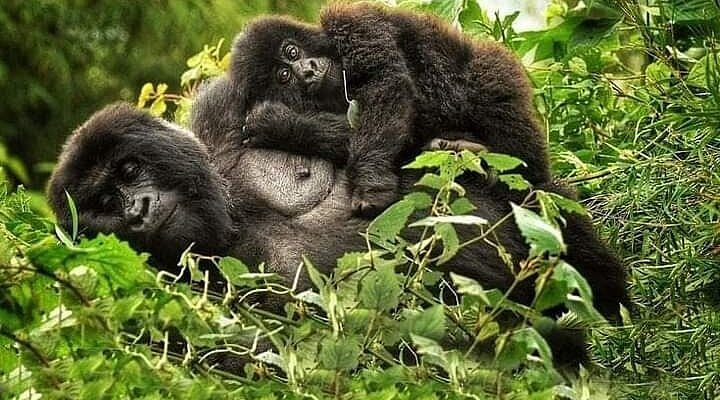 Primate SafarisSomeone from this business manages the listing. | Tripadvisor - Experiences