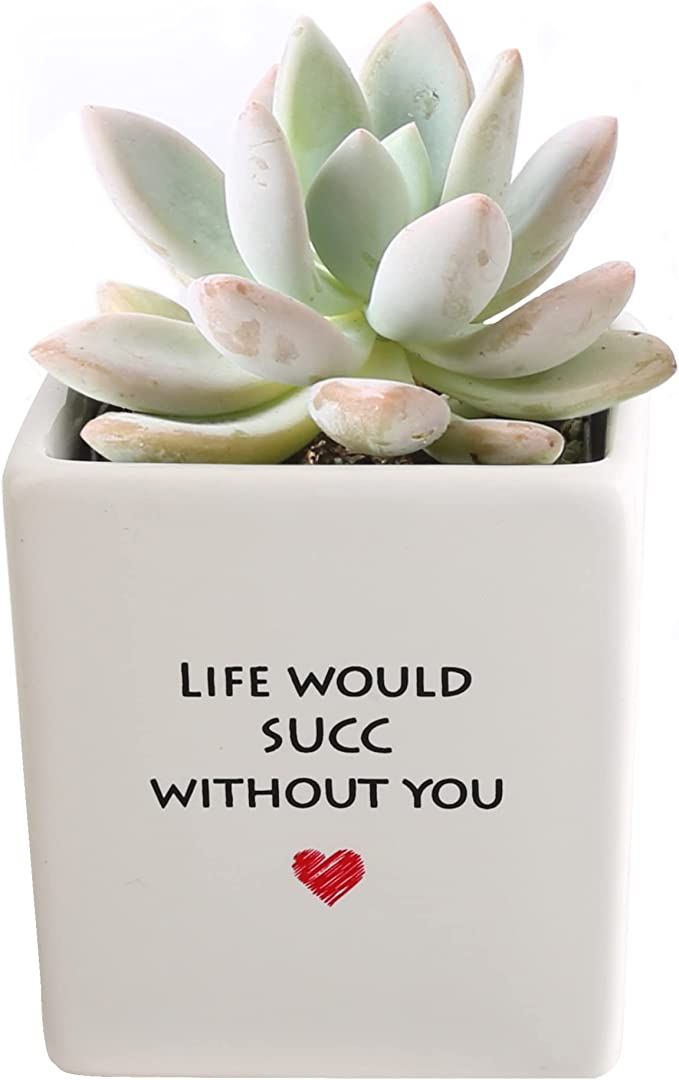 Costa Farms Mini Succulent Echeveria Fully Rooted Live Indoor Plant, 4-Inches Tall, Great Gift | Amazon (US)