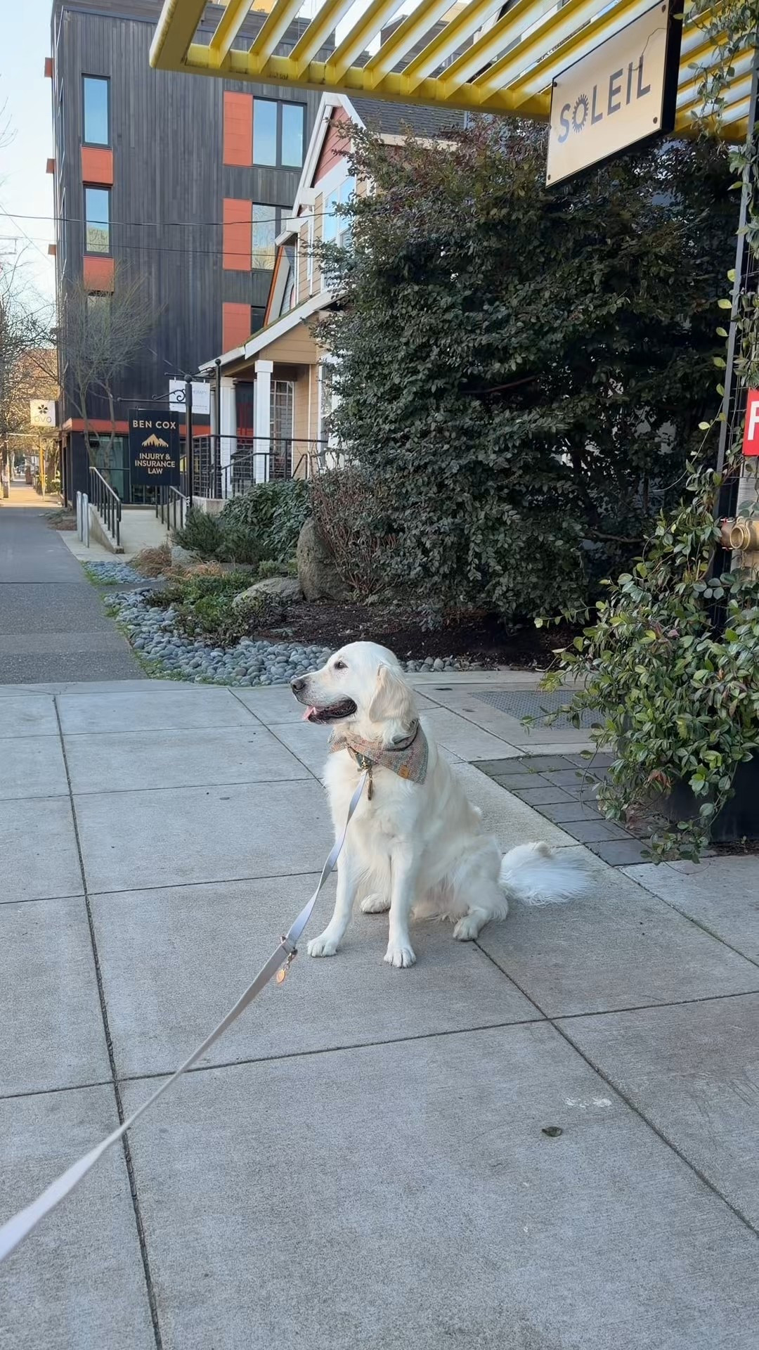 Walk Gear 
Sunny Tails Hands free leash!

#LTKmomlife #LTKdayinmylife