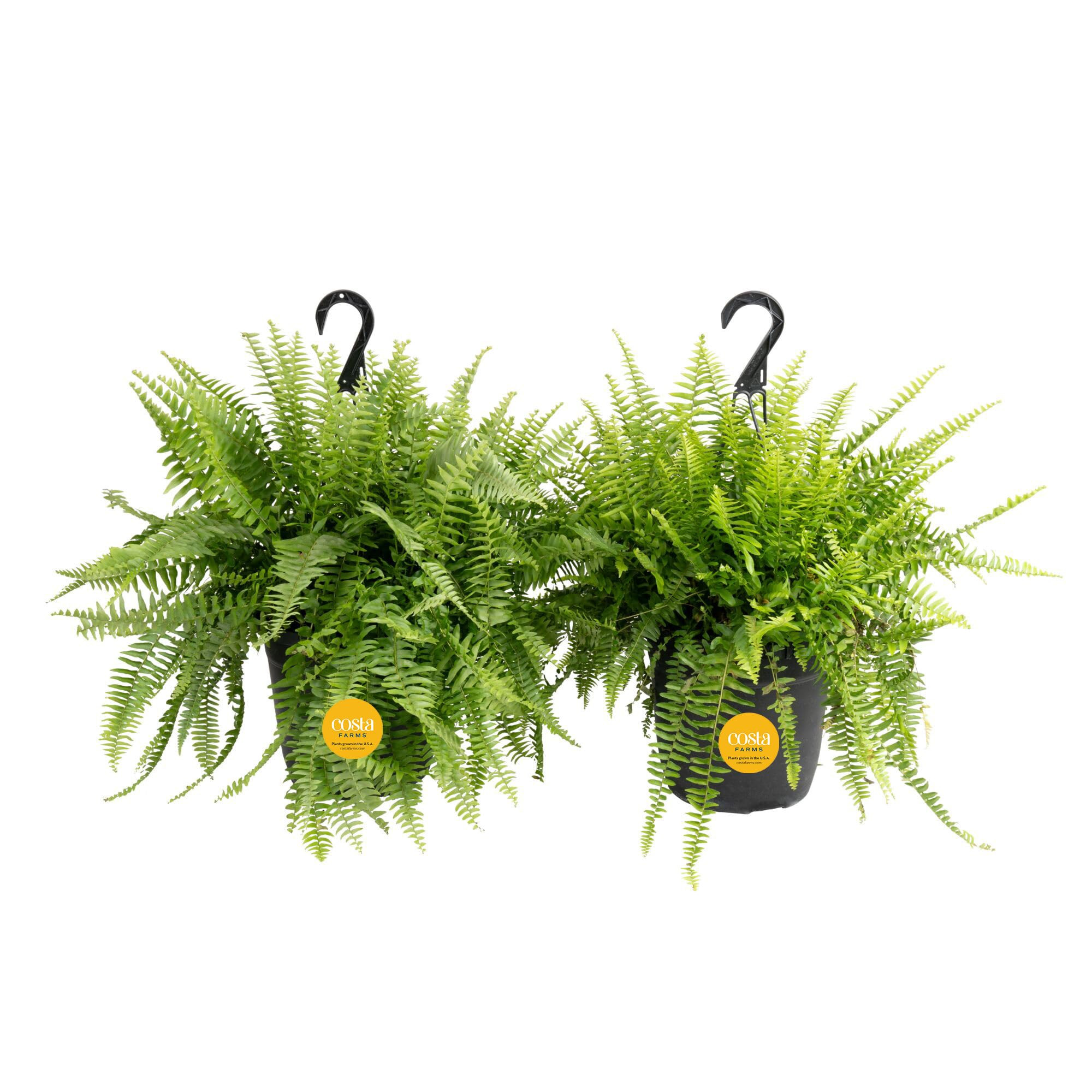 Costa Farms Boston Fern (2-Pack) Live Indoor Plants, 2-3 ft Tall - Low Light Air Purifying Housep... | Amazon (US)