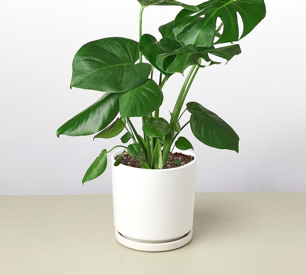 Live Monstera in Planter | Pottery Barn (US)