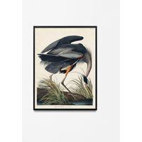 Great Blue Heron Print, Audubon Poster, Vintage Illustrations Prints, Nautical Living Room Art, Bird | Etsy (US)