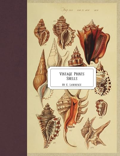 Vintage Prints: Shells | Amazon (US)