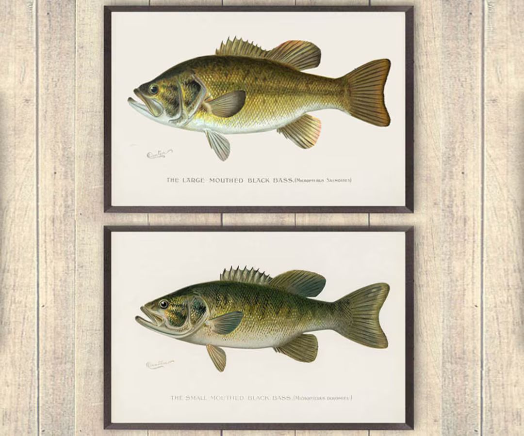 Bass Prints, Fathers Day Gift, Vintage Large & Small Mouthed Bass Art Prints, Fisherman Prints, F... | Etsy (US)