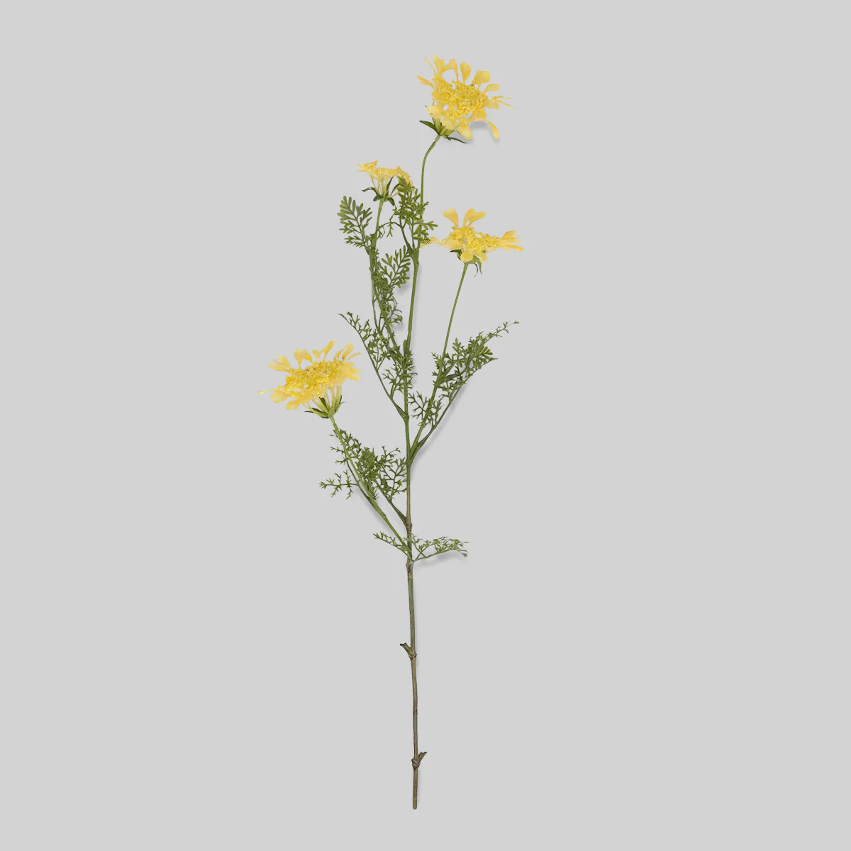 Faux Wild Dill | Bloomist, Inc