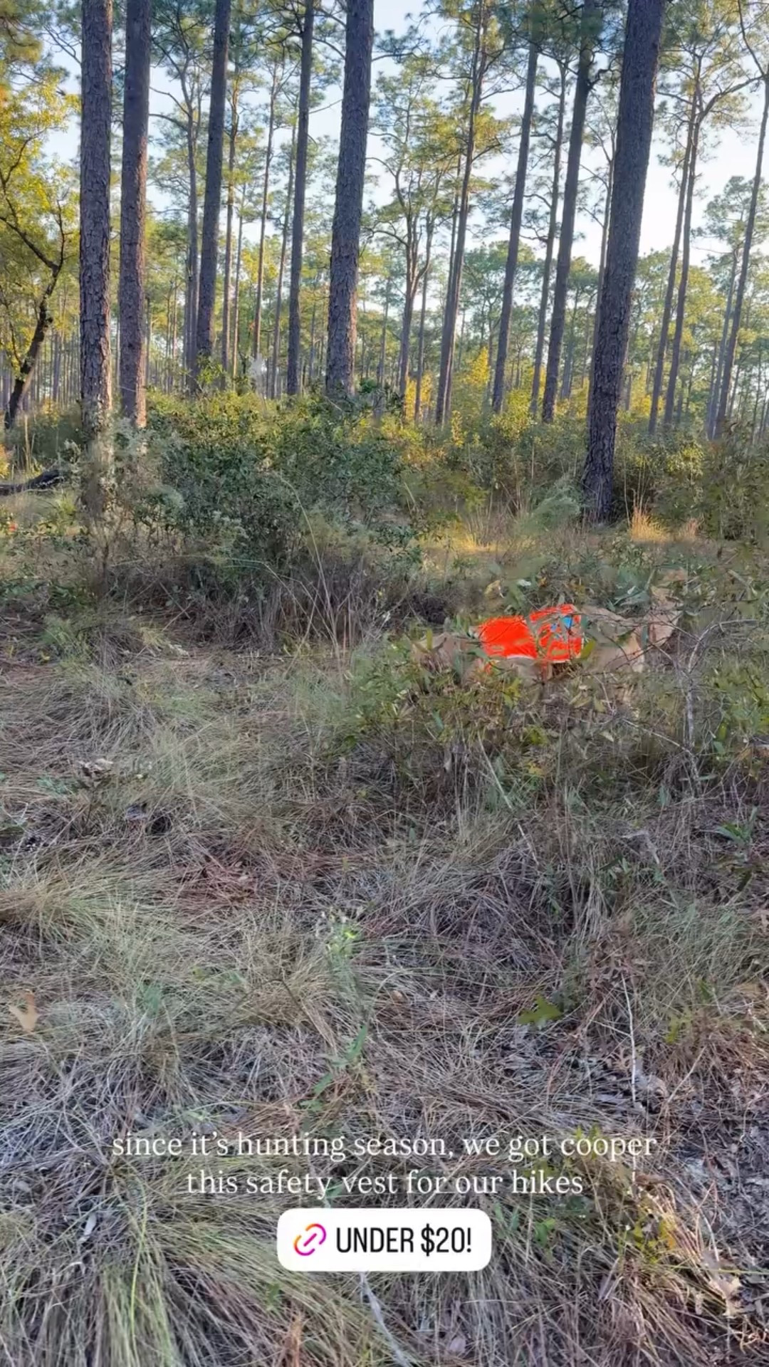 since it’s hunting season, we got cooper this safety vest for our hikes @saltygoldens