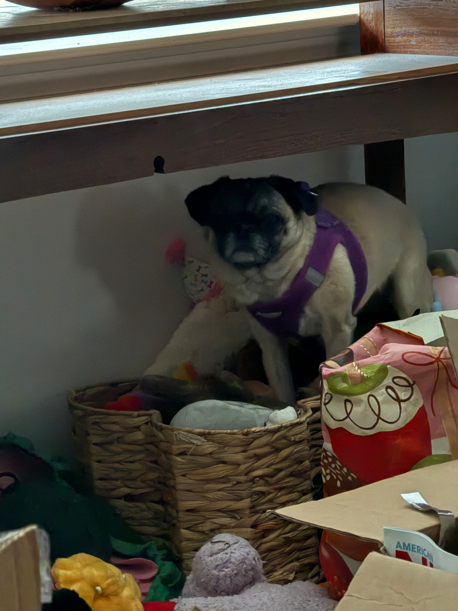 She crawled into her toy box 😂 🐶 


#LTKHome #LTKSaleAlert