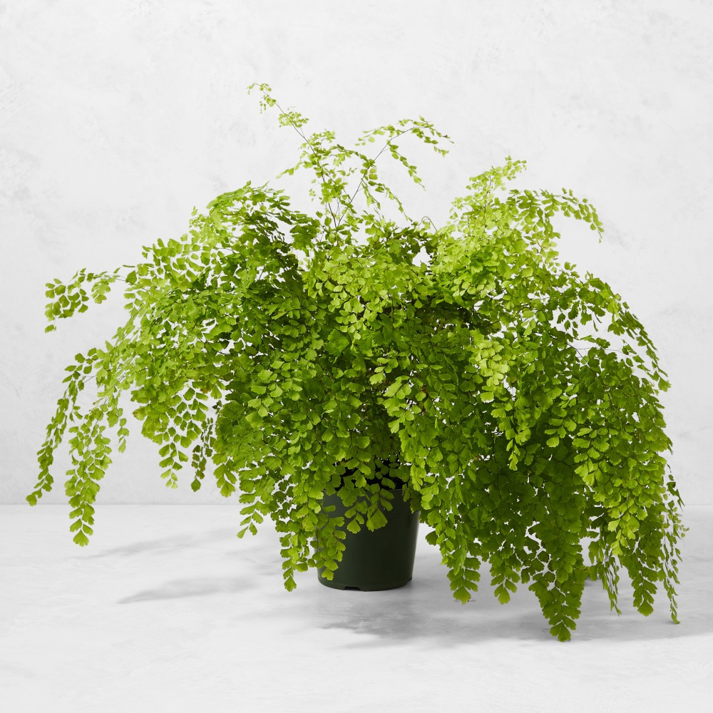 Live Maidenhair Fern House Plant, 18" | Williams-Sonoma