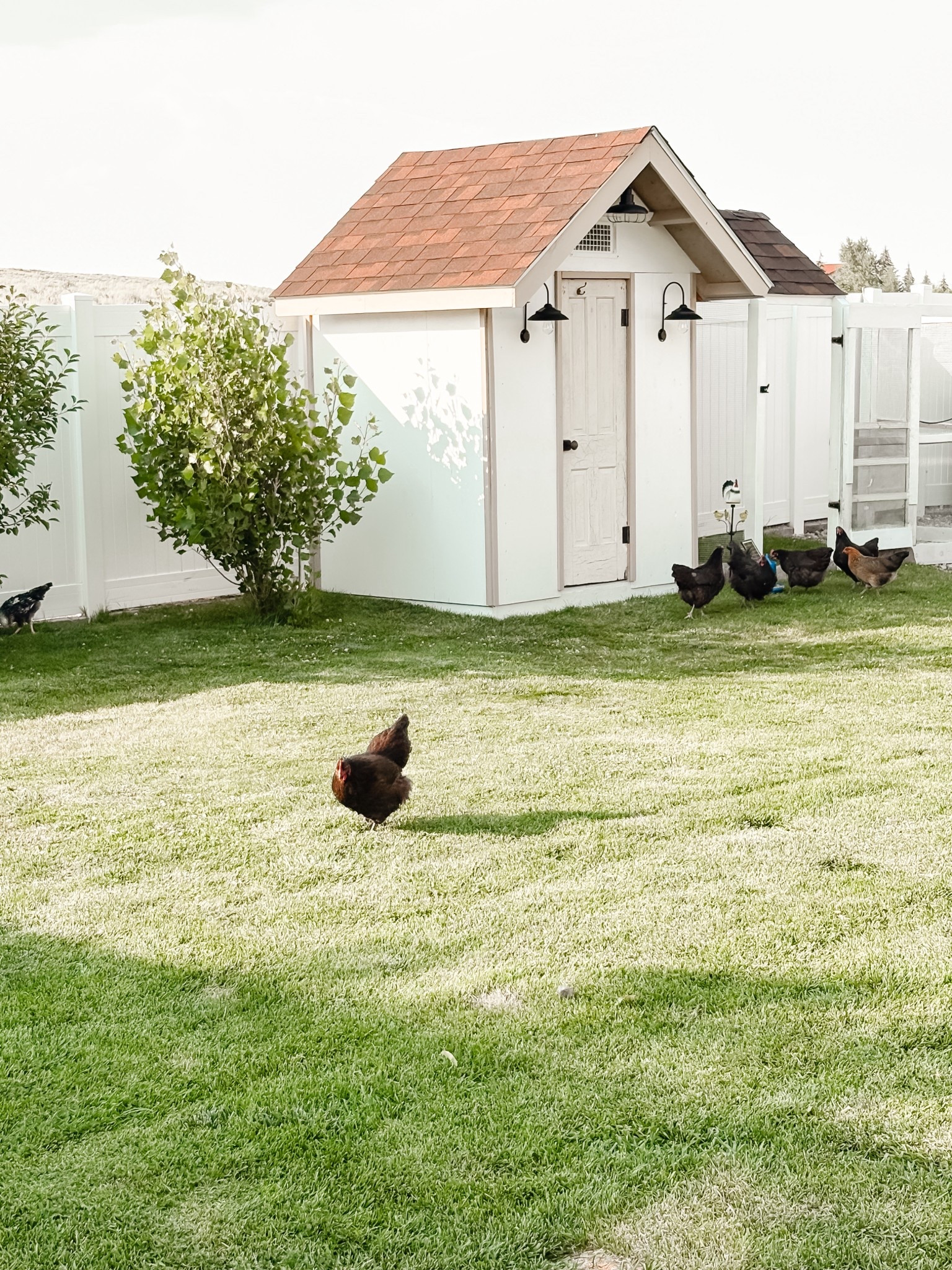 Some of the decor touches to the coop! The light bulb is amazing in the chandelier since there's no power yet. 

#LTKHome #LTKPets #LTKStyleTip