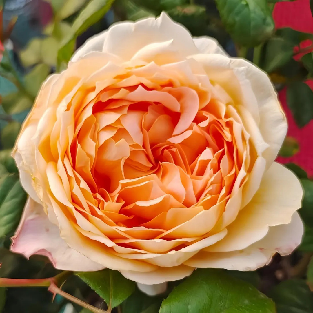 Rose Capri 卡普里 Cut Rose. 2 Year Old Live Plant Fragrance. - Etsy | Etsy (US)