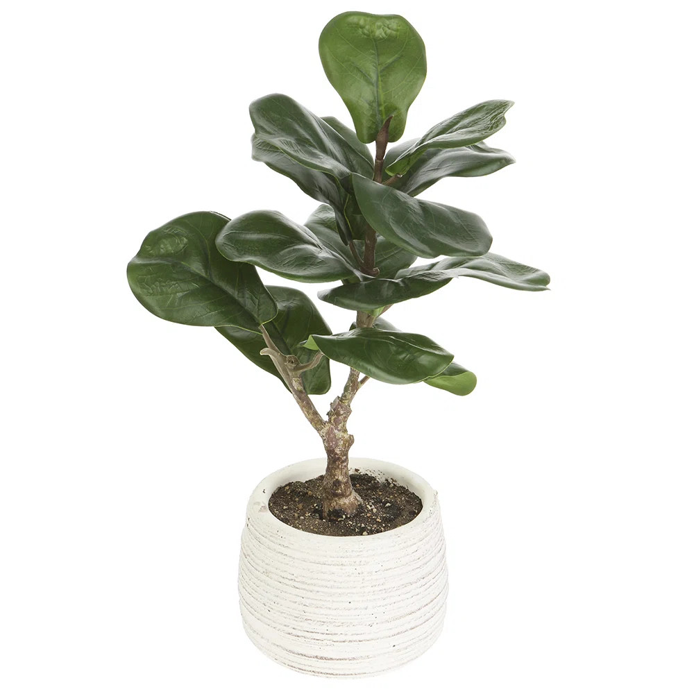 Fiddle Plant In Cement Pot | Wayfair North America