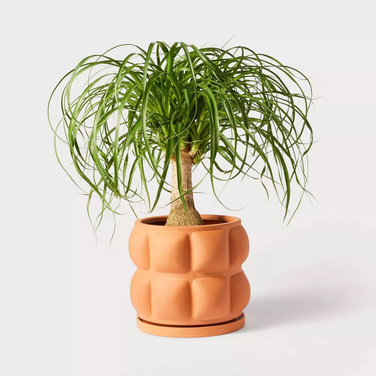 Hilton Carter for Target Terracotta Embossed Ceramic Indoor Outdoor Planter Pot Orange | Target