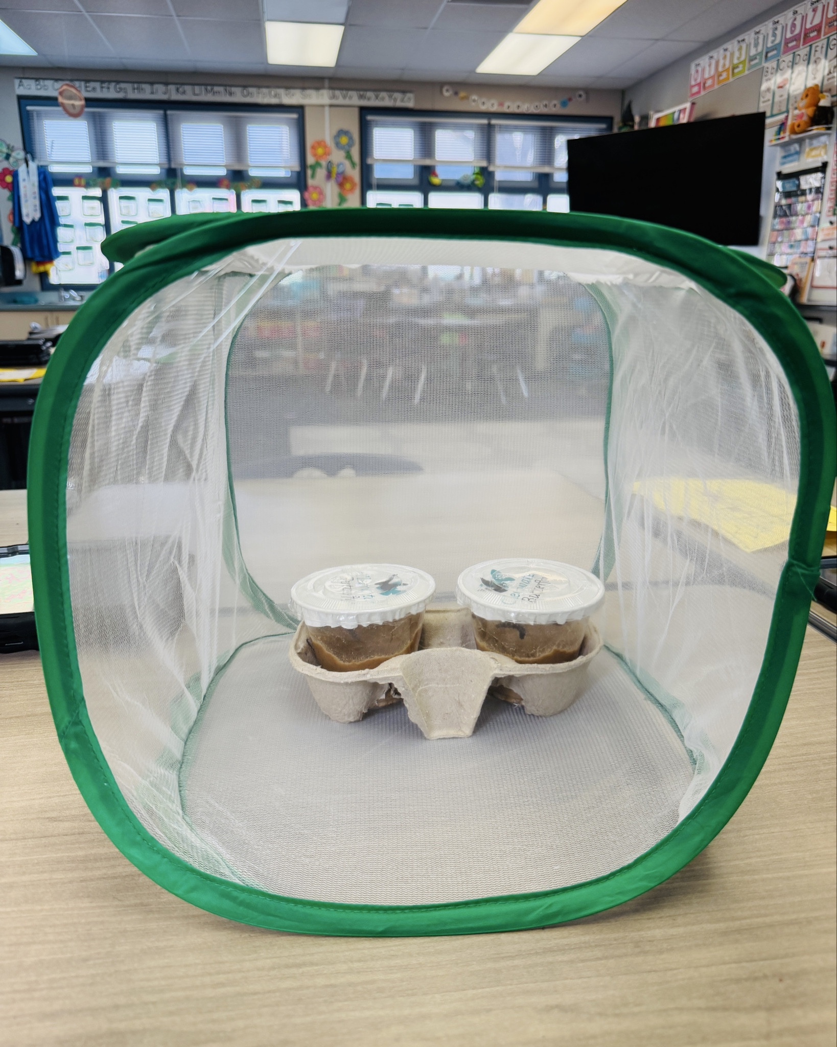 The set uou didn’t know you needed! Simple and the front of the habitat is clear making it easy to observe!

#LTKKids