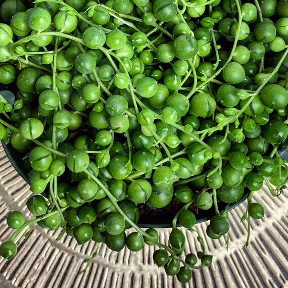 String of Pearls |  Live Trailing Plant | Cascading Succulent | Senecio Rowleyanus Succulent | In... | Etsy (US)