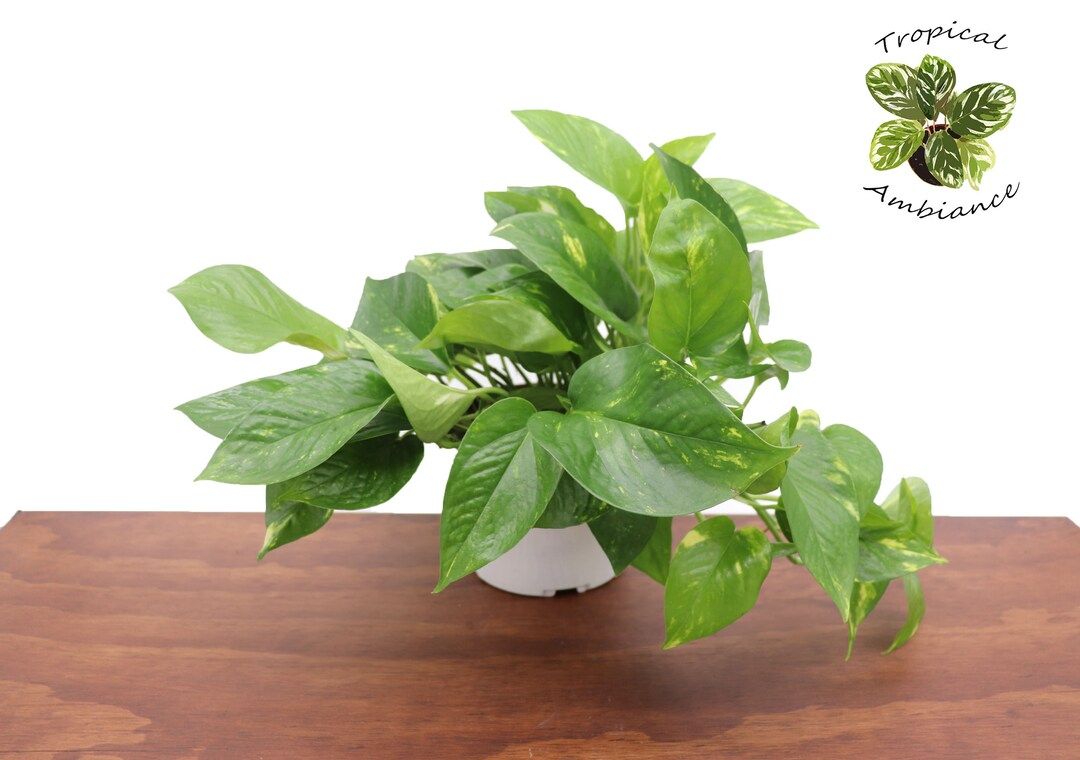 Golden Pothos 6 From Tropical Ambiance - Etsy | Etsy (US)