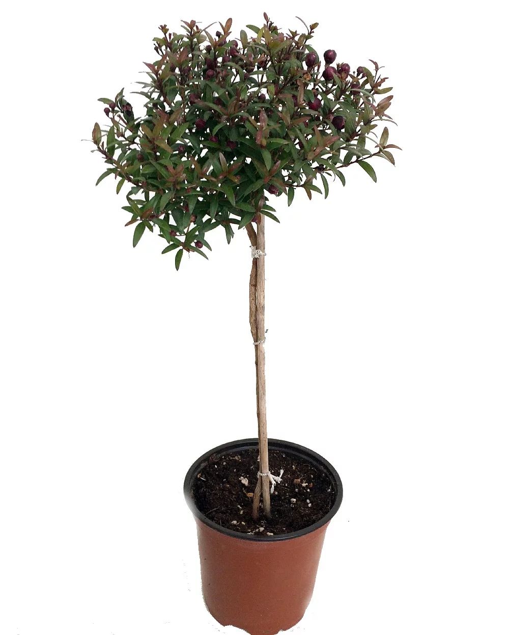 Biblical Myrtle Herb Plant - Myrtus - Ancient Herb - 4.5" Pot - Topiary | Walmart (US)