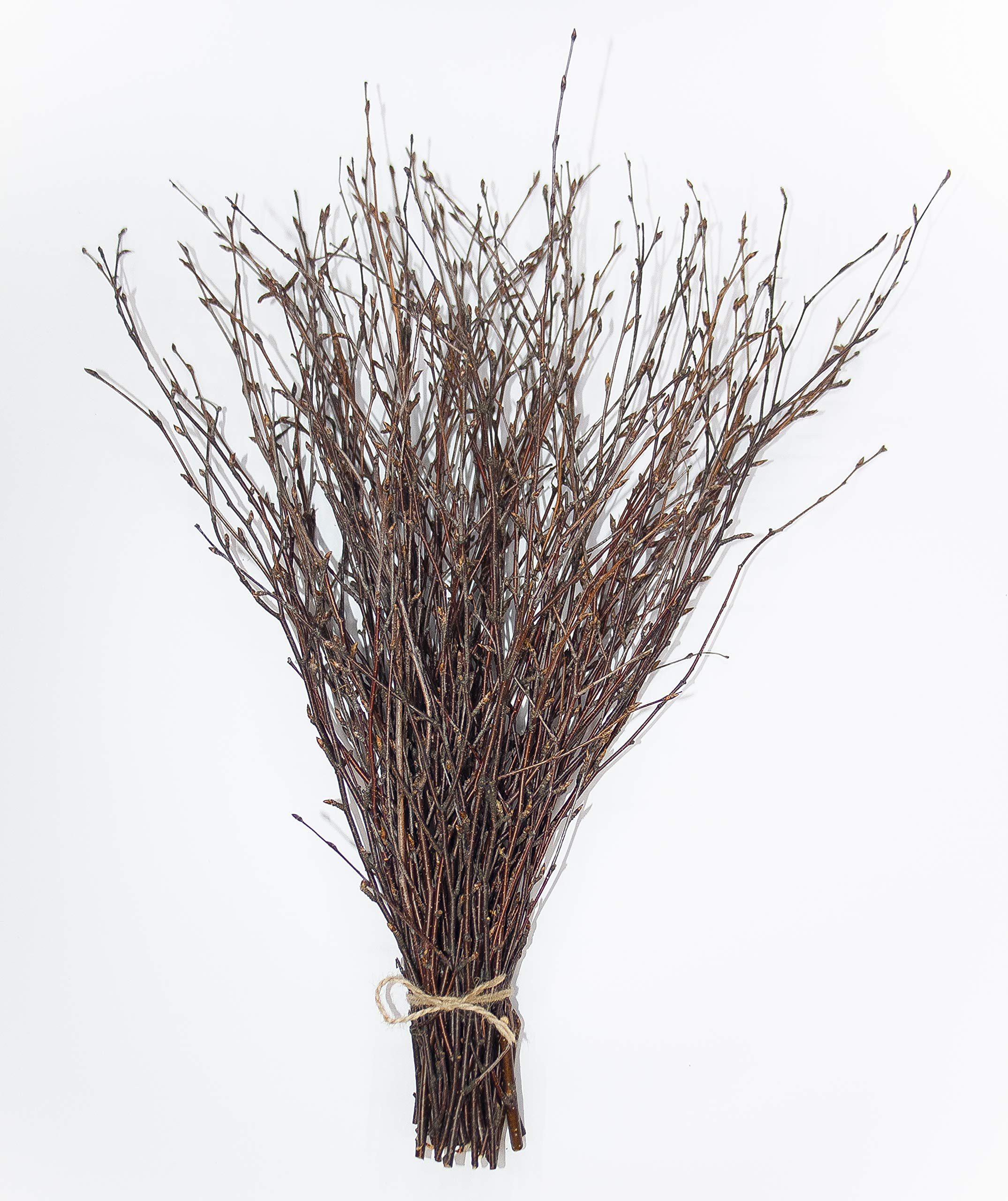 ECOVENIK - 50 psc. Birch Twigs – 100% Natural Decorative Birch Branches for Vases, Centerpieces... | Amazon (US)