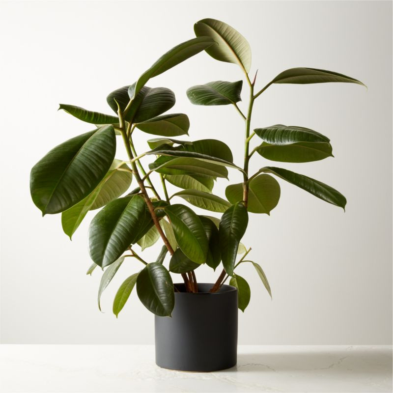 Small Rubber Tree Plant (Fiscus Elastica) in 6'' Black Ceramic Pot + Reviews | CB2 | CB2