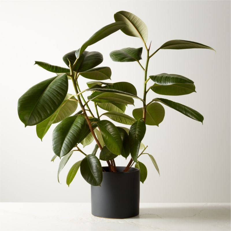 Small Rubber Tree Plant (Fiscus Elastica) in 6'' Black Ceramic Pot | CB2 | CB2