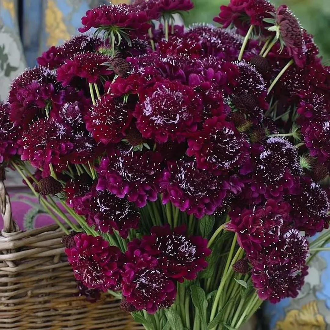 Rich, velvety, and undeniably striking, Scabiosa Merlot Red brings deep wine-toned blooms that add instant drama and elegance to garden beds and handcrafted bouquets. Loved for its long-lasting flowers and pollinator-friendly nature, this sun-loving beauty is a standout choice for cut flower gardens, offering bold color, graceful texture, and season-long charm from border to vase. #scabiosa #cutflowergarden #deepredflowers #flowerfarmer #pollinatorgarden #gardeninspiration #bouquetflowers #ltkfinds

#LTKHome #LTKSeasonal #LTKdayinmylife