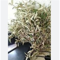 Fey Romarin Seche | Etsy (US)