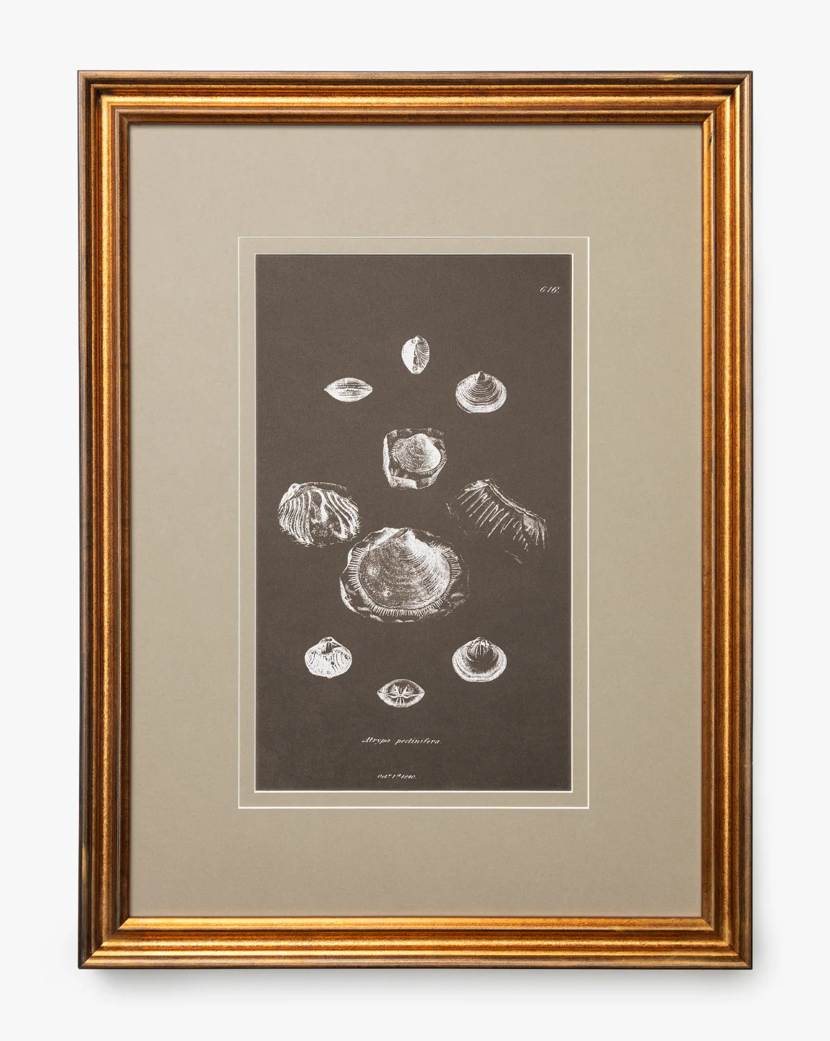 Conchology Study Triptych No. 2 | McGee & Co. (US)