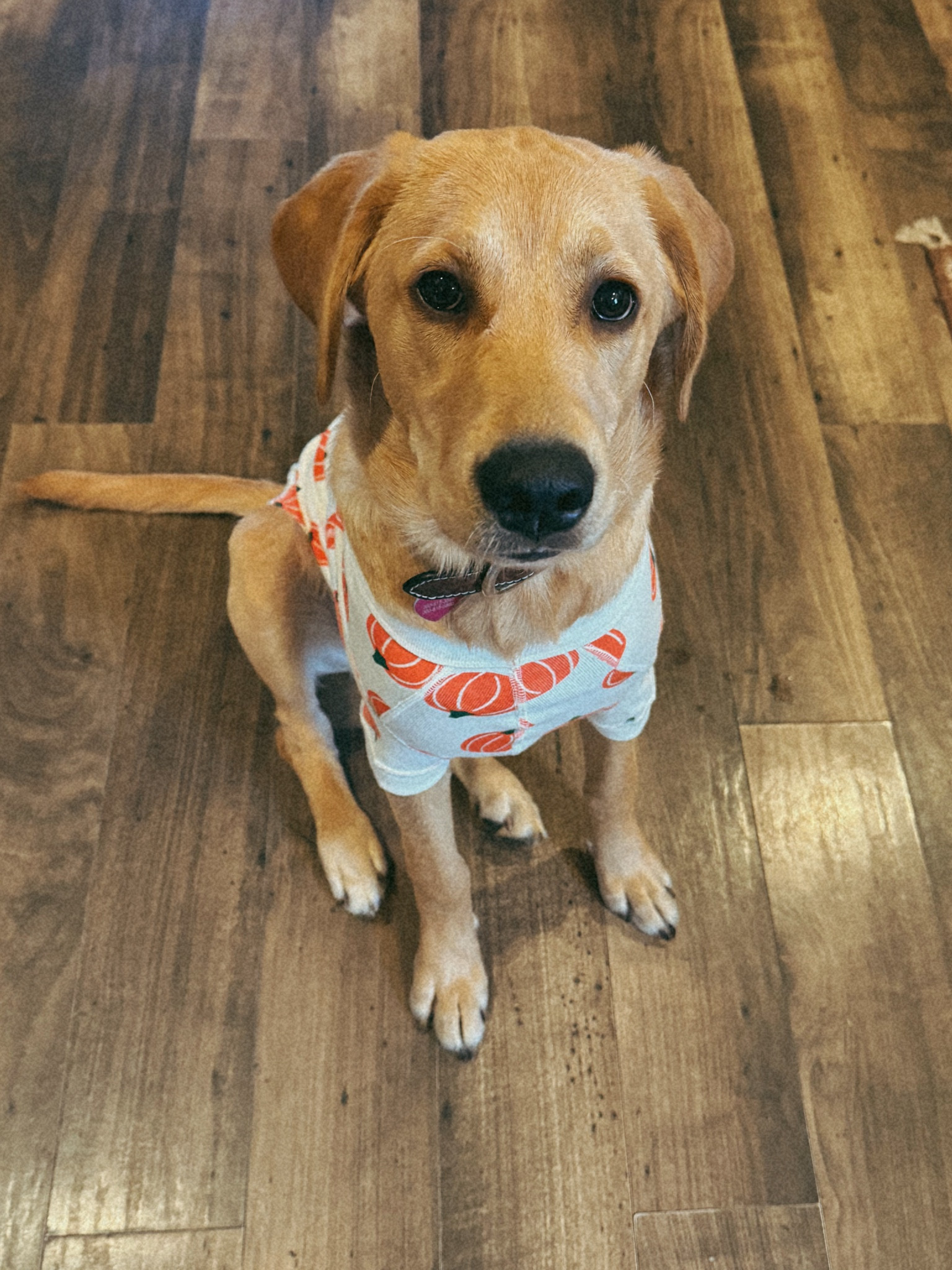 Family pumpkin pajamas #matchingpajamas #pumpkinpajamas #halloweenpajamas 

#LTKFamily #LTKSeasonal #LTKKids